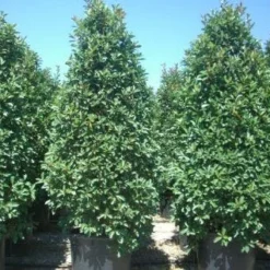 Glansmispel, Pyramide (Photinia Fraseri 'Red Robin' )