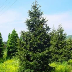 Kaukasische Spar (Picea Orientalis 'Aureospicata') -Tuin Stek Verkoop 20101220171431 9