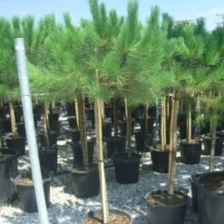 Parasolden Op Stam (Pinus Pinea) -Tuin Stek Verkoop 20101221123737 4