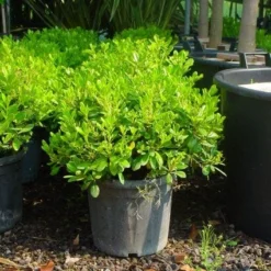 Australische Laurier (Pittosporum Tobira 'Nanum') -Tuin Stek Verkoop 20101221141255 8