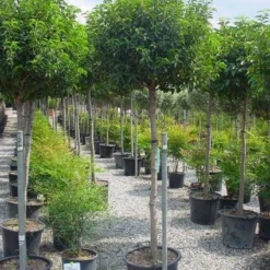 Portugese Laurier Op Stam (Prunus Lusitanica 'Angustifolia') -Tuin Stek Verkoop 20101221164022 5