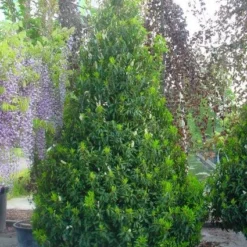 Portugese Laurier, Piramide (Prunus Lusitanica ) -Tuin Stek Verkoop 20101221164936 8