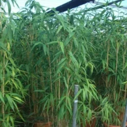 Bamboe (Pseudosasa Japonica) -Tuin Stek Verkoop 20101224133625 11