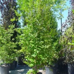 Schijncamelia (Stewartia Pseudocamellia)