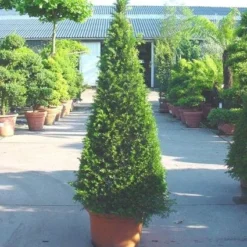 Taxus Als Pyramide (Taxus Baccata) -Tuin Stek Verkoop 20101228152743 5