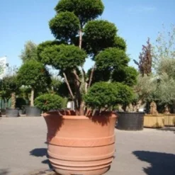 Taxus Als Bonsai (Taxus Baccata) -Tuin Stek Verkoop 20101230131827 1