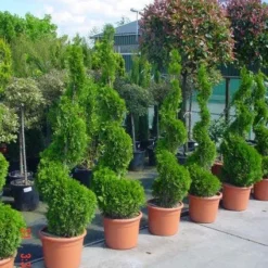 Conifeer Als Spiraal (Thuja Occidentalis 'Smaragd') -Tuin Stek Verkoop 20101230133027 3