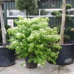 Sneeuwbal (Viburnum Plicatum 'Mariesii') -Tuin Stek Verkoop 20101231142710 10