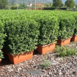 Sneeuwbal Meeneemhaag (Viburnum Tinus 'Eve Price')