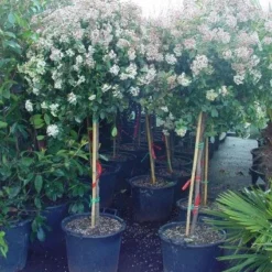 Sneeuwbal Op Stam (Viburnum Tinus 'Eve Price') -Tuin Stek Verkoop 20110102183216 4