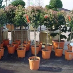 Sneeuwbal Op Stam (Viburnum Tinus 'Eve Price') -Tuin Stek Verkoop 20110102183229 4