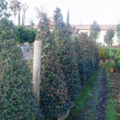 Sneeuwbal, Piramide (Viburnum Tinus 'Eve Price ')