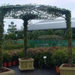 Klimop Als Prieel (Hedera Hibernica) 3 Klimop Als Prieel (Hedera Hibernica) -Tuin Stek Verkoop 20110201130203 1