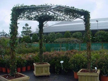 Klimop Als Prieel (Hedera Hibernica) 2 Klimop Als Prieel (Hedera Hibernica) - Afbeelding 2