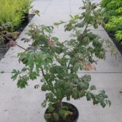 Japanse Esdoorn (Acer Japonicum 'Aconitifolium') -Tuin Stek Verkoop 20110214171717 10