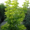 Vederesdoorn (Acer Negundo 'Kelly's Gold')