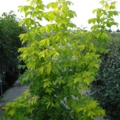Vederesdoorn (Acer Negundo 'Kelly's Gold')