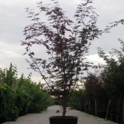 Japanse Esdoorn (Acer Palmatum 'Fireglow') -Tuin Stek Verkoop 20110215151240 11