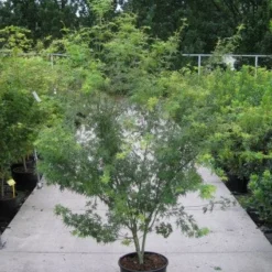 Japanse Esdoorn (Acer Palmatum 'Seiryu') -Tuin Stek Verkoop 20110215152040 6