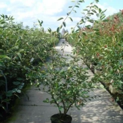 Krentenboom Als Struik (Amelanchier Lamarckii) -Tuin Stek Verkoop 20110215155125 13