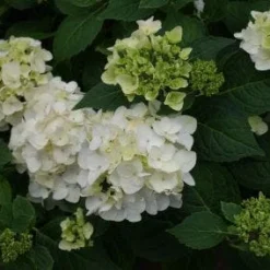 Hortensia (Hydrangea 'Endless Summer The Bride') -Tuin Stek Verkoop 20110622190237 2