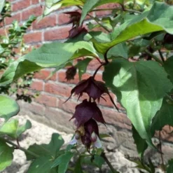 Fazantenbes (Leycesteria Formosa 'Purple Rain') -Tuin Stek Verkoop 20110709132428 2