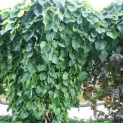 Duitse Pijp (Aristolochia Macropylla) -Tuin Stek Verkoop 20110731133730 3