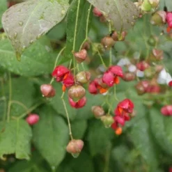 Kardinaalsmuts (Euonymus Planipes) -Tuin Stek Verkoop 20110731134608 5