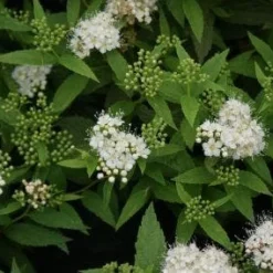 Uitgelichte producten -Tuin Stek Verkoop 20110731140333 1