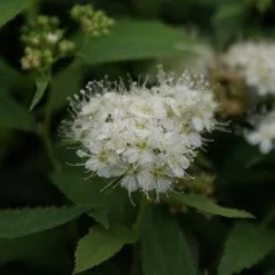 Uitgelichte producten 5 Spierstruik (Spiraea Japonica 'Albiflora')