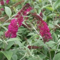 Tuin Stek Verkoop -Tuin Stek Verkoop 20120123135319 1