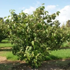 Japanse Sneeuwbal (Viburnum Plicatum 'Tomentosum') -Tuin Stek Verkoop 20120128164626 6