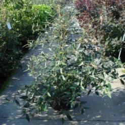 Sneeuwbal (Viburnum Bodnantense 'Dawn') 15 Sneeuwbal (Viburnum Bodnantense 'Dawn') -Tuin Stek Verkoop 20120213095450 1