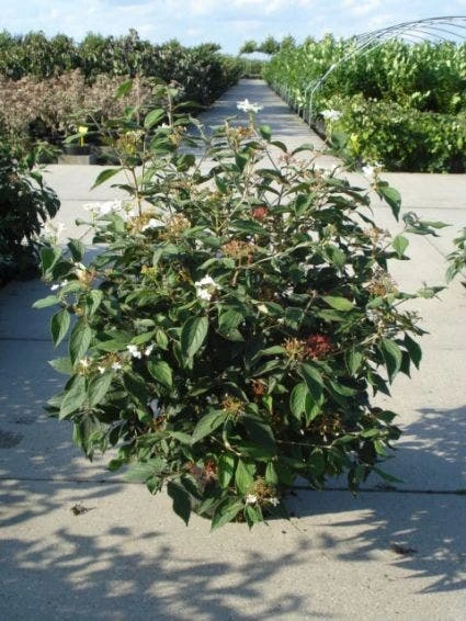 Sneeuwbal (Viburnum Plicatum 'Watanabe') 5 Sneeuwbal (Viburnum Plicatum 'Watanabe') - Afbeelding 5