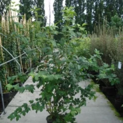 Sneeuwbal (Viburnum Opulus 'Roseum') -Tuin Stek Verkoop 20120213095949 9