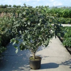 Sneeuwbal (Viburnum Carlcephalum) -Tuin Stek Verkoop 20120213100404 11