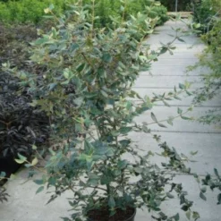 Sneeuwbal (Viburnum Burkwoodii) -Tuin Stek Verkoop 20120213100608 14