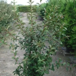 Sneeuwbal (Viburnum Bodnantense 'Charles Lamont') -Tuin Stek Verkoop 20120213100726 4