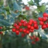 Hulst (Ilex Aquifolium 'Alaska')