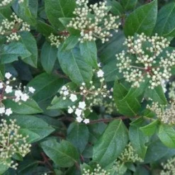 Groenblijvende Sneeuwbal (Viburnum Tinus 'Eve Price') -Tuin Stek Verkoop 20120213144628 50 10
