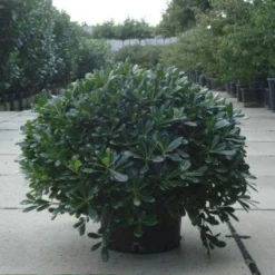 Australische Laurier (Pittosporum Tobira 'Nanum') -Tuin Stek Verkoop 20120213163910 8