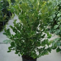 Stermagnolia (Magnolia Stellata) -Tuin Stek Verkoop 20120214143817 13