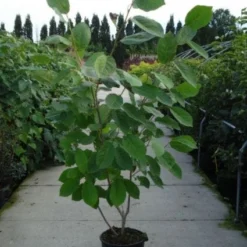 Beverboom (Magnolia Sieboldii) -Tuin Stek Verkoop 20120214144004 8