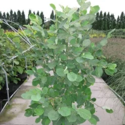 Beverboom (Magnolia Sieboldii) -Tuin Stek Verkoop 20120214144026 8