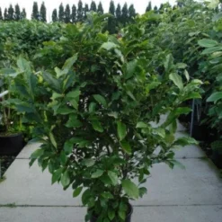 Beverboom, Struik (Magnolia Susan) -Tuin Stek Verkoop 20120214144559 10