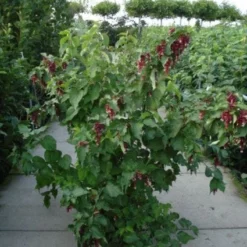 Fazantenbes (Leycesteria Formosa 'Purple Rain') -Tuin Stek Verkoop 20120215131611 2