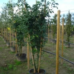 Gouden Regen, Struik (Laburnum Watereri 'Vossii') -Tuin Stek Verkoop 20120215131723 4