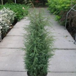 Jeneverbes (Juniperus Communis 'Hibernica') -Tuin Stek Verkoop 20120215132223 7