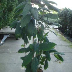 Fluweelhortensia (Hydrangea Aspera 'Macrophylla') -Tuin Stek Verkoop 20120215134833 6
