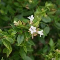 Abelia (Abelia Grandiflora 'Sherwood') -Tuin Stek Verkoop 20120215153857 2 1